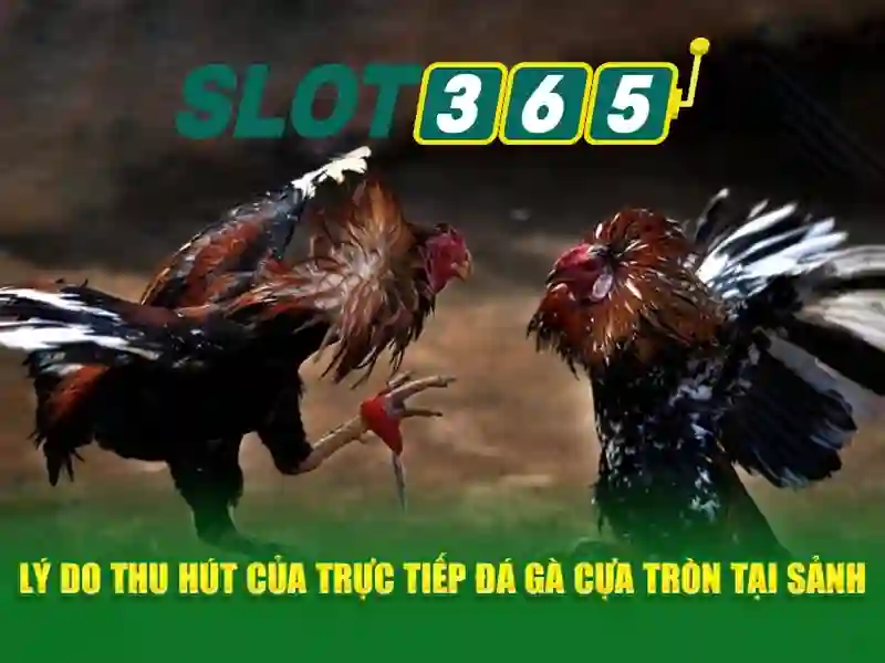 Slot365 uy tín không – Đánh giá và trải nghiệm đầy đủ