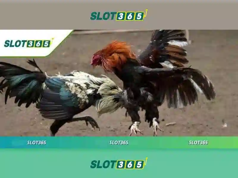Slot365: Tổng quan và Trải nghiệm đánh cược trực tuyến tại Việt Nam