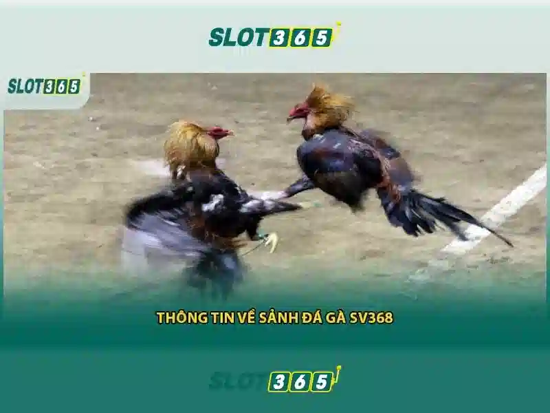 Slot365: Tổng quan về nền tảng casino trực tuyến