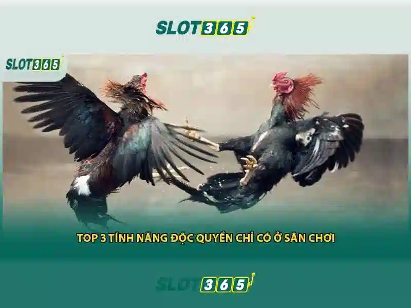 Sản phẩm chính và ứng dụng của slot365 là gì