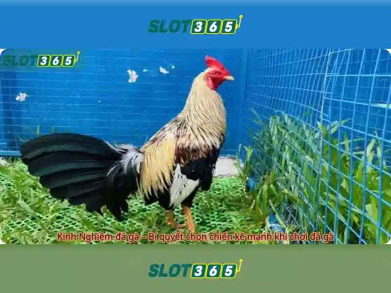 Slot365: Đánh giá và trò chơi nổi bật