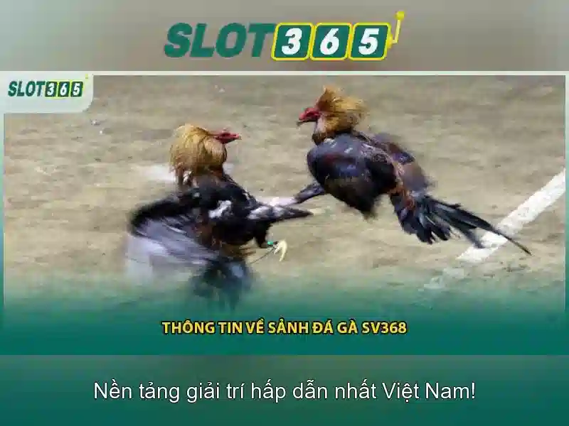 Slot365 là gì?\n\n
