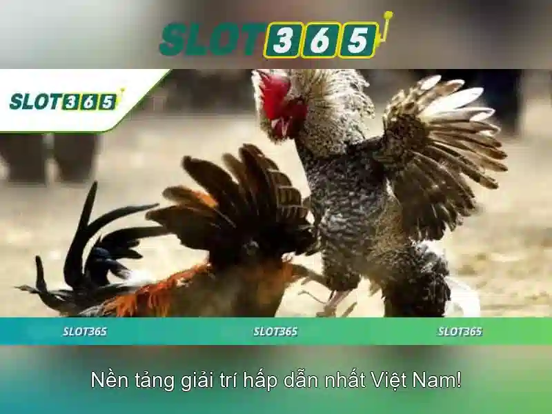 Slot365: Tổng quan về nền tảng